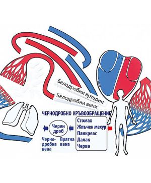 Магнитна кръвоносна система