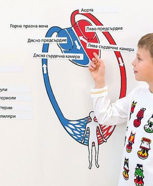 Магнитна кръвоносна система