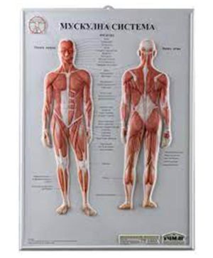 Релефно табло Мускулна система
