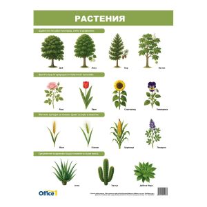 Office 1 Ученическо табло ''Растения и животни'', двустранно, 50 x 70 cm